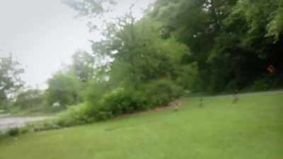 The neighbor started
feeding the birds, - Neighborhood Wars