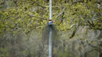 The netting so far - United States of Animals