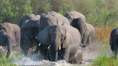 The new matriarch
has got the herd home safely, - In the Footsteps of Elephant