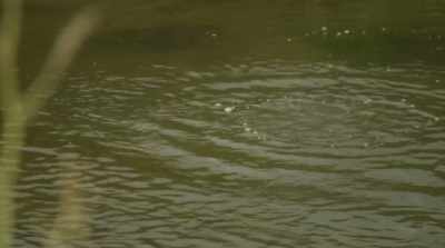 The next day, God filled
the waters with life... - The Healing Garden