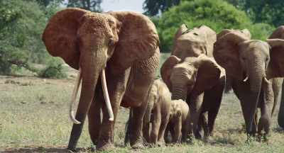 The next day, it is hotter, - The Elephant Queen