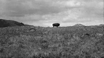 The next day, he sees one
and he had a clean miss, - The American Buffalo