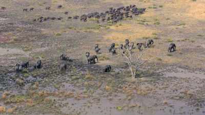 The next day,
they all disappeared - In the Footsteps of Elephant