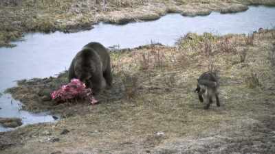 The next "epic yellowstone" - Epic Yellowstone