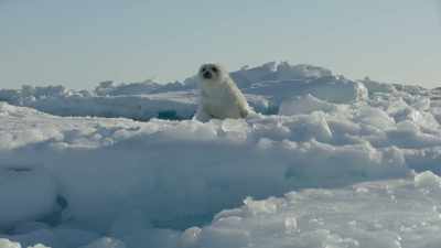The next four weeks
he spends alone, - Frozen Planet II