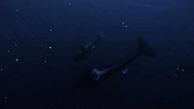 ''The next generation is growing up
with new traditions,'' - Secrets of the Whales