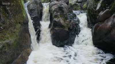 The next and greatest challenge
for the salmon - Wild Isles