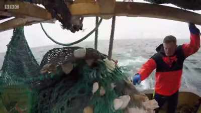 The next haul is good, too, - Cornwall: This Fishing Life