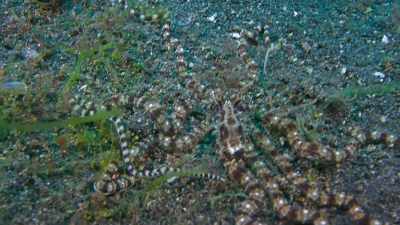 The next, morphing
into the seafloor. - The Secret Lives of Animals