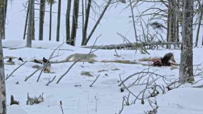 The next snowstorm is
usually just hours away - Yellowstone: One-Fifty