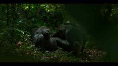 The Ngogo chimpanzees. - Chimp Empire