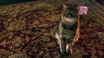 The ninjas failed Failure is unacceptable - Cats &amp; Dogs