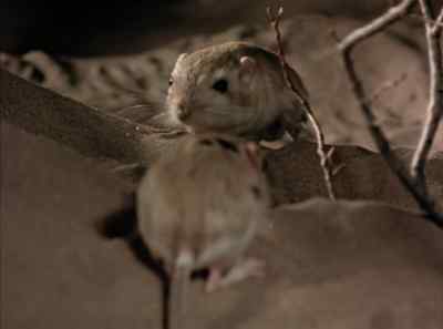 The nuisance
is hard to discourage, - The Living Desert