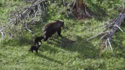 The nursing cubs have
a constant demand for food. - Epic Yellowstone