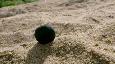 The nutrients in the dissolving
char dust - The Green Planet