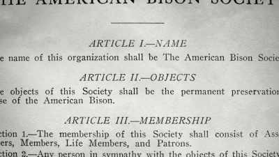 "The objects of this Society,"
the group declared, - The American Buffalo