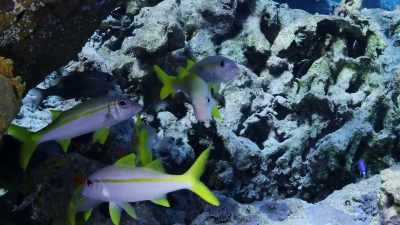The ocean is the life
force that made us, - Protecting Paradise: The Story of Niue