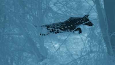 ...the odds are stacked
against the wolves. - Seven Worlds, One Planet