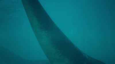 The old male is heavier, over 15 tons. - Prehistoric Planet