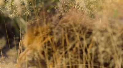 The old warrior
marks his territory. - Surviving Paradise: A Family Tale
