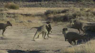 The older male is heavier, - Prehistoric Planet
