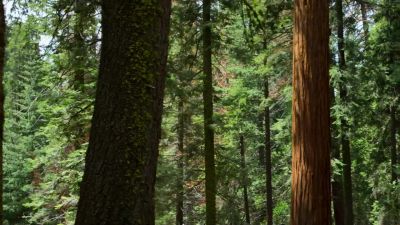 The older, well-established redwoods have survived, - Our Planet