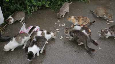 The one that just gave birth... - Kedi