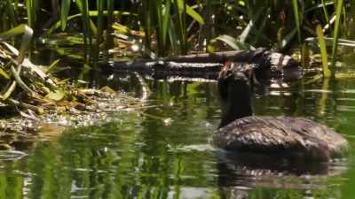 The one on nest duty deserves something, - Wild Nordic
