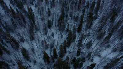 The ones that stay
all winter long, - Life Below Zero: Next Generation