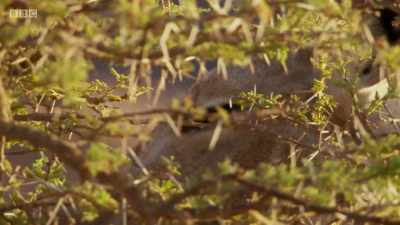 The only animals here are giraffe, - Planet Earth: A Celebration