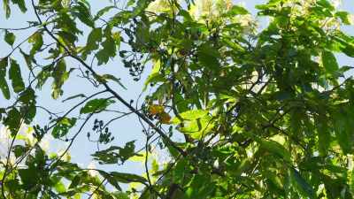 The only fruit remaining here
is out on the thinnest branches - - Seven Worlds, One Planet