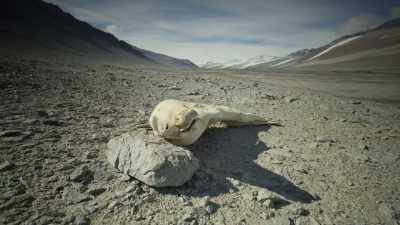 The only life form... - Frozen Planet II