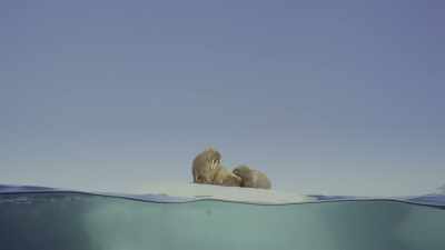 The only safe places - Oceans: Our Blue Planet