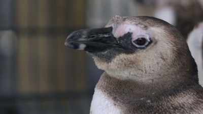 The only thing he doesn't have - Penguin Town