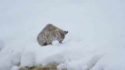 The only thing worse
than being hungry - Epic Yellowstone