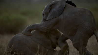 The only time they leave their mothers' sides - Chasing the Rains