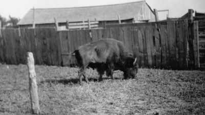 "The only way to ensure
the perpetuation - The American Buffalo