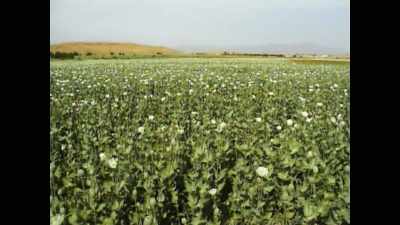 The opium needed for its production - Ross Kemp: Mafia and Britain
