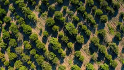 The oranges of Montemorelos - Eva Longoria: Searching for Mexico