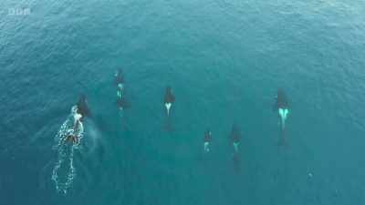 The orca that come here have
a particular taste for seals. - Wild Isles
