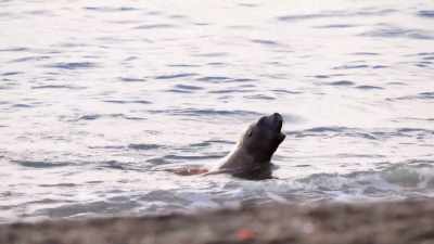 ''The orca matriarch
catches a sea lion'' - Secrets of the Whales