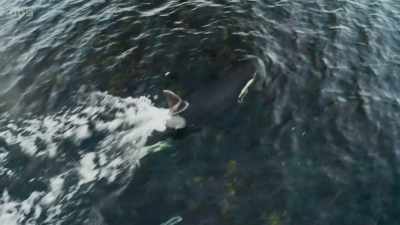 The orca takes its catch
out into open water - Wild Isles