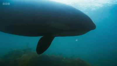 The orca turn on their side,
so that their dorsal fin - Wild Isles