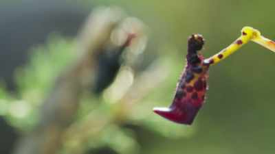 The orchid's imitation is even
more intoxicating, it seems, - The Green Planet