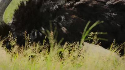 The ostrich dad's devotion has paid off. - Big Beasts