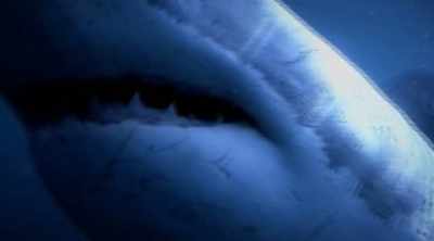 The other, a 13
footer, cruises by, - Shark Attack Files