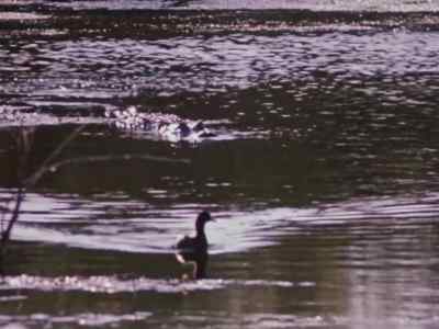 The other creatures
of the Everglades - Prowlers of the Everglades