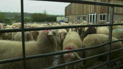 The other sheep
are back from milking, - Tractor Ted