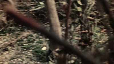 The other two combine whatever
strength they have left - The Pacific War in Color