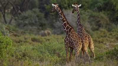 The other unusual behaviour
was the flehmen behaviour, - The Woman Who Loves Giraffes